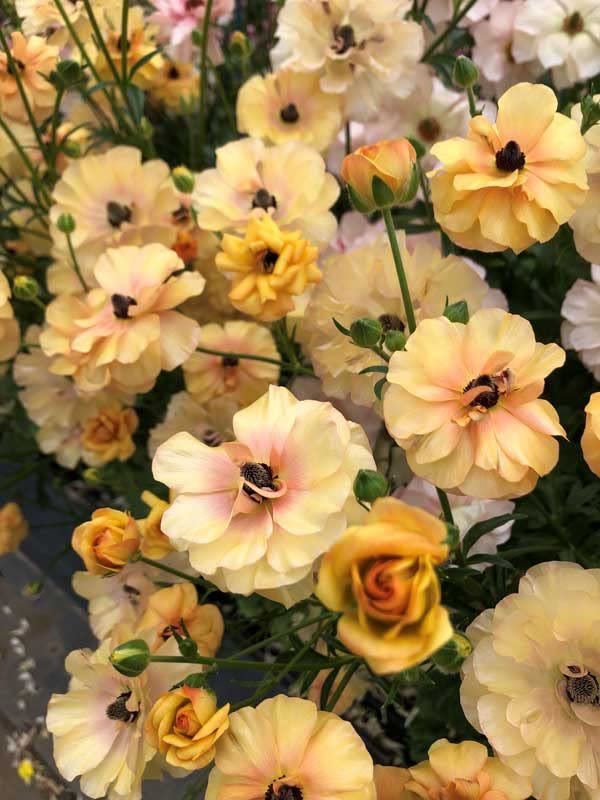 ラナンキュラスラックス苗、ベスタリス、新品種 Amazon.co.jp: ラナンキュラス：ラックス ベスタリス3.5-4号ポット